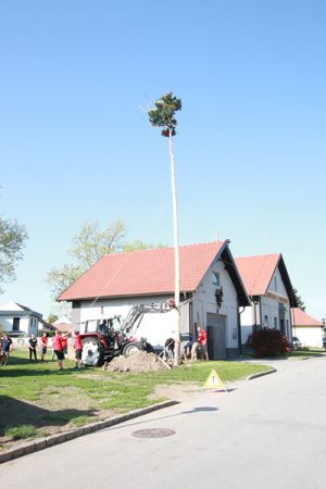 Maibaum 2018 (69)